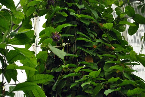 Gelbe Grenadille mit Blüte