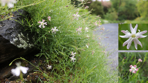 Pflanzenportrait von Silene saxifraga