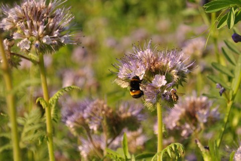 Bienenfreund-Blüten mit Insekten