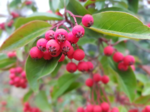 Foto von etwa 20 pink-rot gefärbten, kugeligen Früchten vor hellgrünem Laub