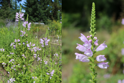 Blütenansicht der Gelenkblume