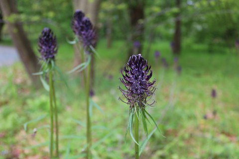 Blueten der Schwarzen Teufelskralle