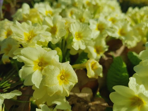 Nahaufnahme der gelben radiarsymmetrischen Blüten der Kissen-Primel