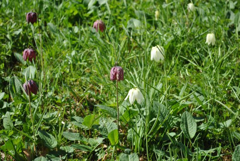 Nahaufnahme der purpurfarbenen und weißen Blüten.