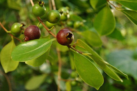 Früchte der Erdbeer-Guave