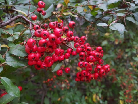 Foto von etwa 40 roten, kugeligen Früchten vor dunkelgrünem Laub