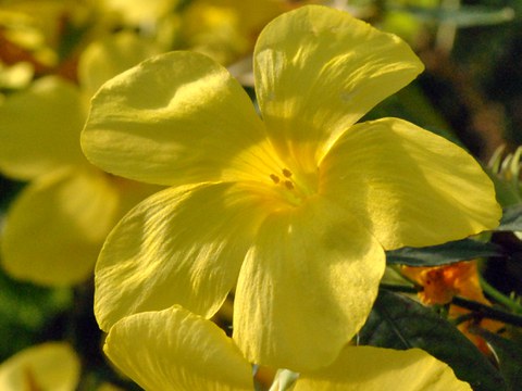 Blüte von Reinwardtia indic