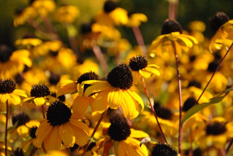 Blütenköpfchen von Rudbeckia triloba