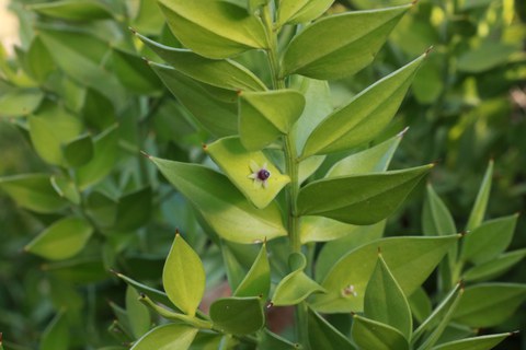 Weibliche Blüte von Ruscus aculeatus.