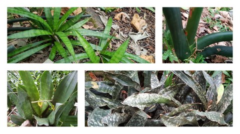 Collage aus vier Fotos von Sansevieria-Arten. Oben links eine kleinere Pflanze mit schmalen hellgrünen Blättern, rechts daneben die Blattbasis einer Art mit dunkelgrünen zylindrischen Blättern. Unten links eine Art mit breiten, hellgrünen Blättern, rechts daneben eine Art mit dunkelgrün-weiß gemusterten breiten Blättern. 