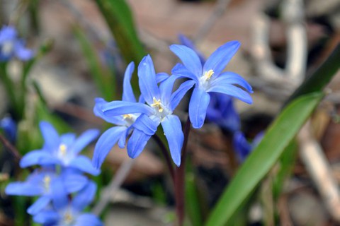 Blüten von Scilla luciliae