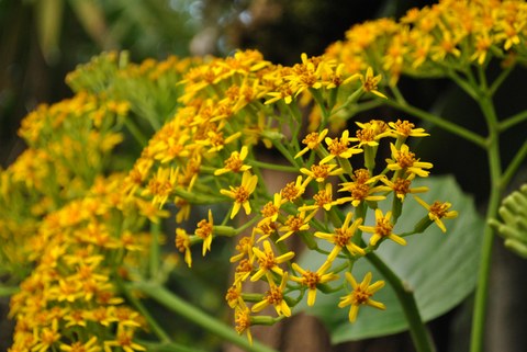 Gelbe Blütenköpfchen von Senecio grandifolius