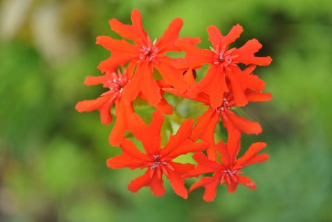 Blüte von Silene chalcedonica