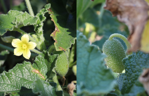 Blüten und Frucht der Spritzgurke