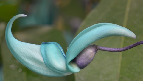 Einzelne türkis Blüte des Jadeweins