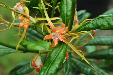 Orange-farbene Blüten von Strophanthus speciosus