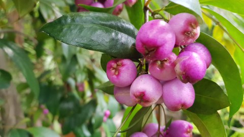 Foto von etwa 10 leuchtend pinken, fleischigen Früchten vor grünen Laubblättern.