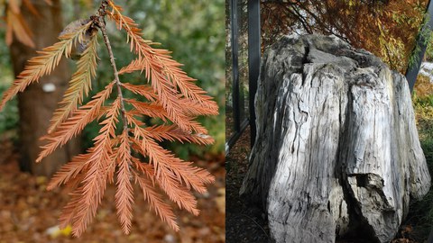 In der linken Bildhälfte sind Kurztriebe von Taxodium distichum (L.) Rich. zu sehen. Auf der rechten Bildhälfte ein fossilierter Baumstubben von Taxodioxylon gyosaceum (Goeppert) Kraeusel. T