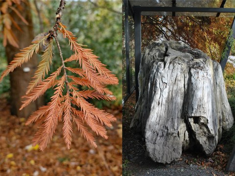 In der linken Bildhälfte sind Kurztriebe von Taxodium distichum (L.) Rich. zu sehen. Auf der rechten Bildhälfte ein fossilierter Baumstubben von Taxodioxylon gyosaceum (Goeppert) Kraeusel. T