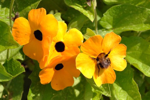 Blüten der Schwarzäugigen Susanne