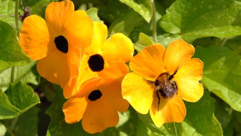 Blüten der Schwarzäugigen Susanne