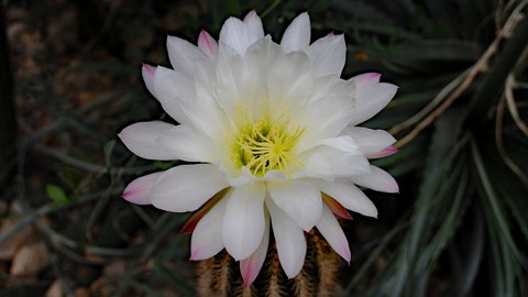 Blüte von Trichocereus smrzianus