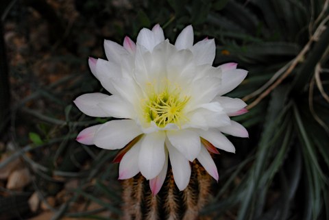 Blüte von Trichocereus smrzianus