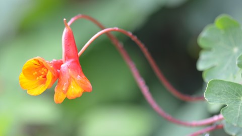 Tropaeolum tuberosum: Blüten