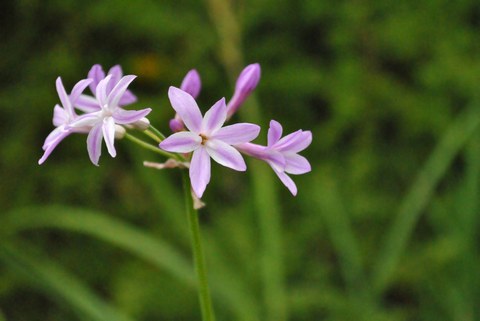 Blütenstand von Tulbaghia violacea