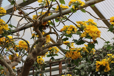 Uncarina decaryi