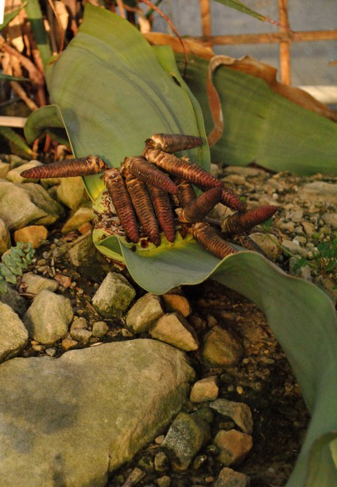 Welwitschia mirabilis