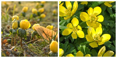 Fotocollage mit einem Bild des Habitus des Winterlings mit geschlossenen Blüten und Detailansicht der gelben Blüten.