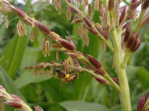Detailaufnahme des männlichen Blütenstands der Maispflanze. Die Staubbeutel hängen nach unten aus den rötlichen Spelzen heraus. Eine Biene klettert herum, sie ist mit Pollen bepudert.