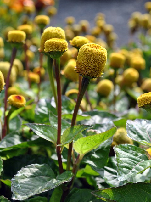 Blütenköpfchen des Husarenknopfs Acmella oleracea