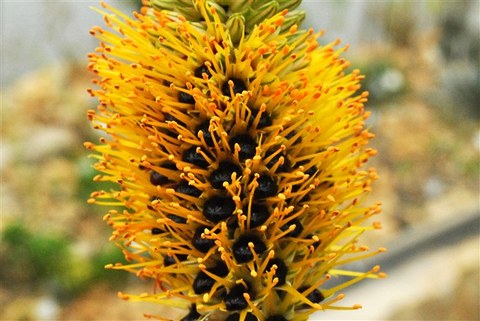 Aloe spicata Blüten