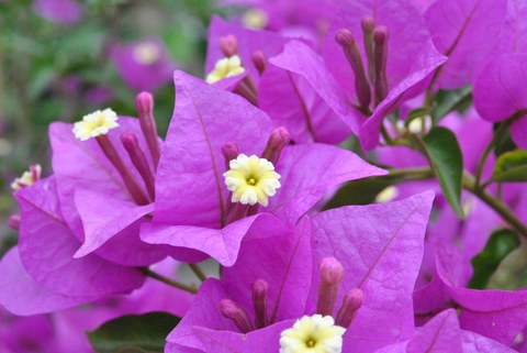 Foto der kleinen gelben Blüten von Bougainvillea glabra zwischen den auffällig violetten Hochblättern
