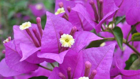 Foto der kleinen gelben Blüten von Bougainvillea glabra zwischen den auffällig violetten Hochblättern