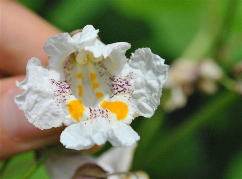 Foto der Blüte von Catalpa bignoniodes