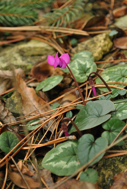 Cyclamen coum Vorfrühlings-Alpenveilchen