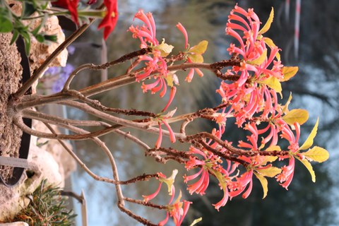 Korallenrote, röhrenförmige Blüten des kleinen Strauchs Dermatobotrys saundersii 