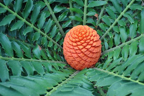 Foto des roten Zapfens des Palmfarns Encephalartos ferox