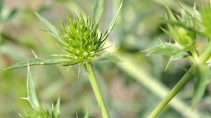 Foto der Blütenstände des Feld-Mannstreu