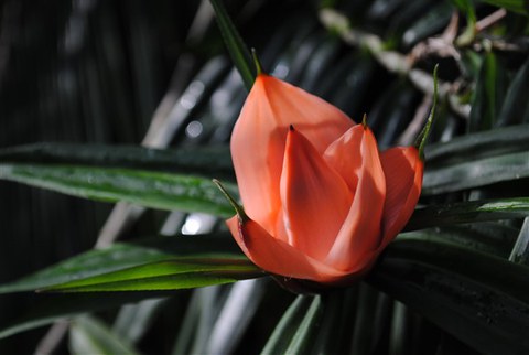 Freycinetia cumingiana