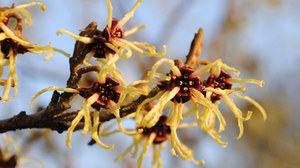 Hamamelis japonica