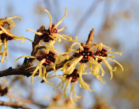 Hamamelis japonica