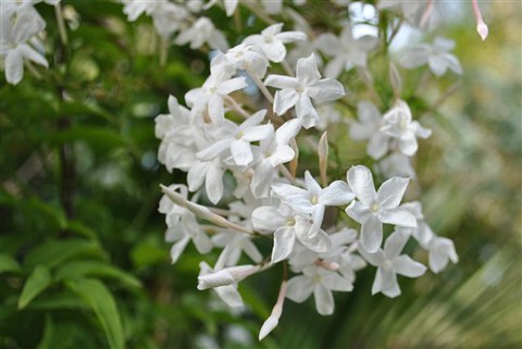 Jasminum officinale