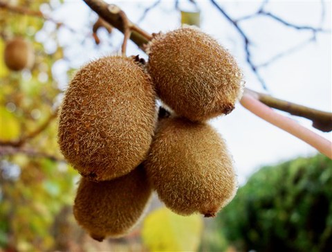 Foto der Früchte der Kiwi Actinidia deliciosa