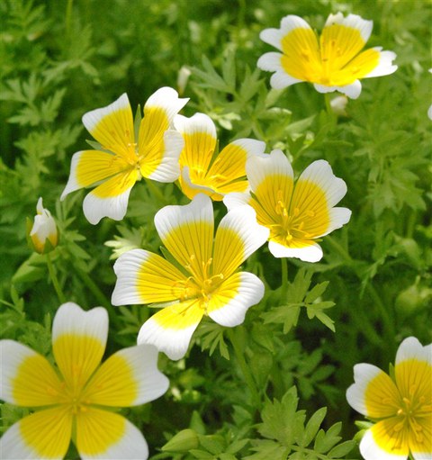 Foto der gelb-weißen Blüten von Limnanthes douglasii