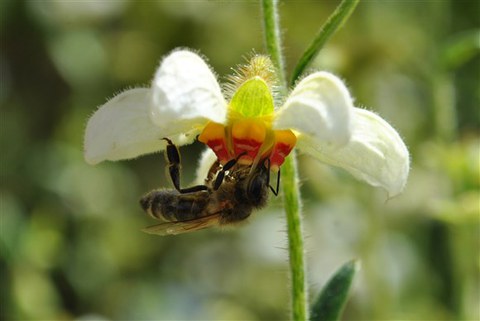 Nasa triphylla