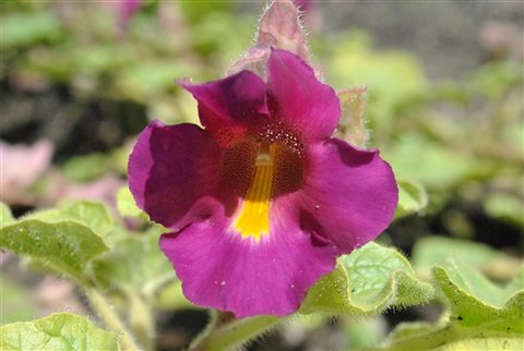 Foto der violetten Blüten von Proboscidea fragrans
